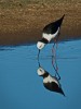 Pied Stilt